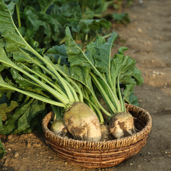 Waar komt betaine vandaan? Van plant tot supplement