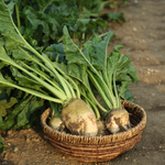 Waar komt betaine vandaan? Van plant tot supplement