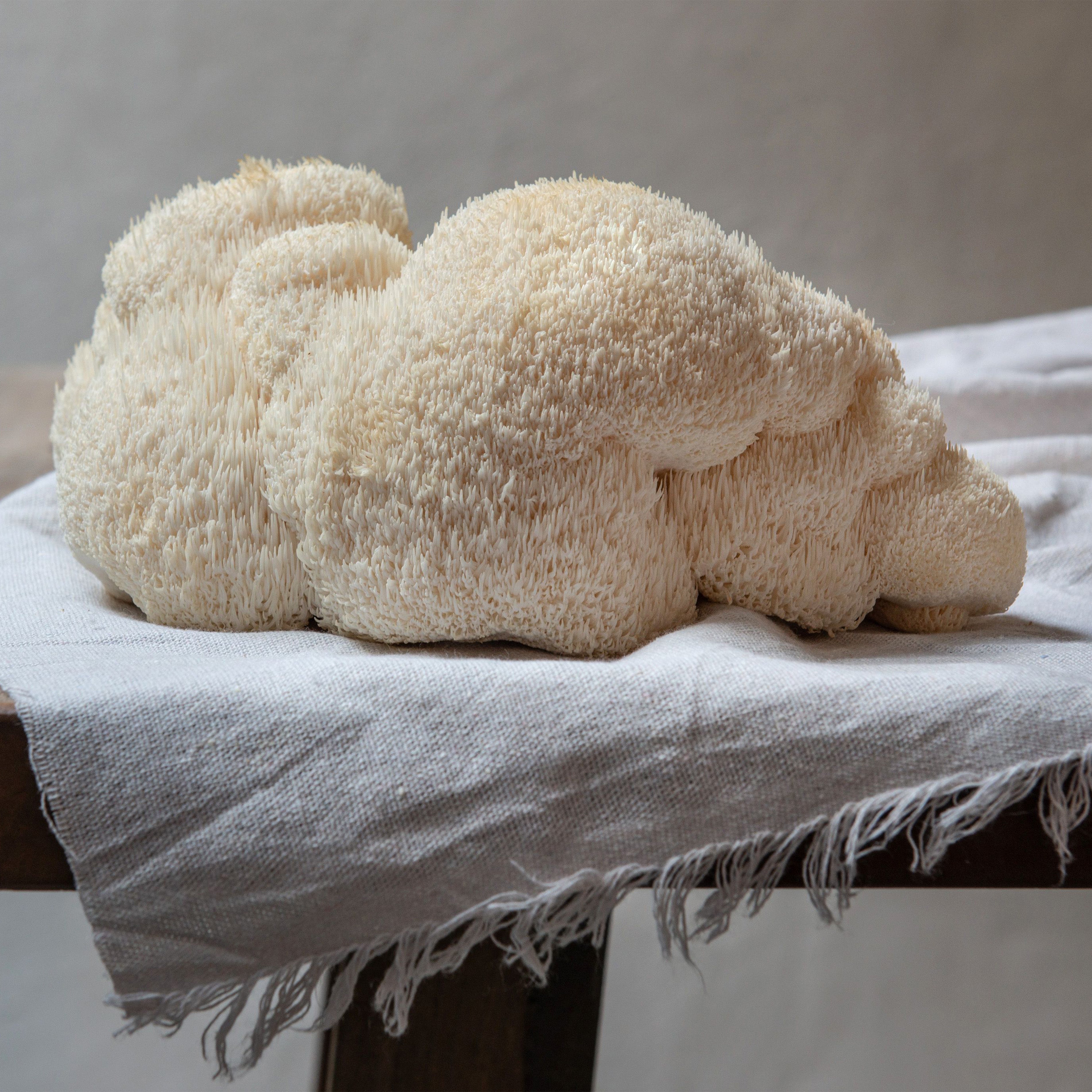 Erstaunliche Vorteile des Löwenmähnenpilzes*