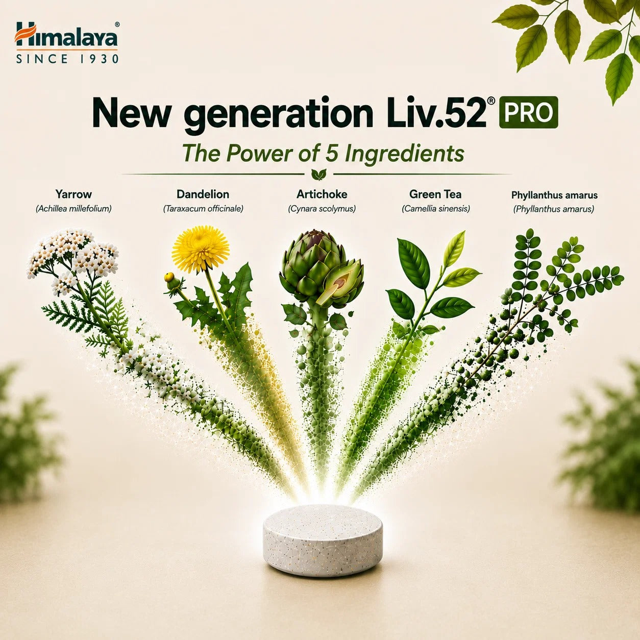 De vijf kruiden in Liv.52 DS PRO: duizendblad, paardenbloem, artisjok, groene thee en Phyllanthus amarus