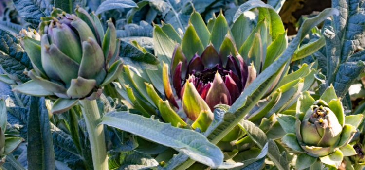 Ingredient 2 Image Desktop