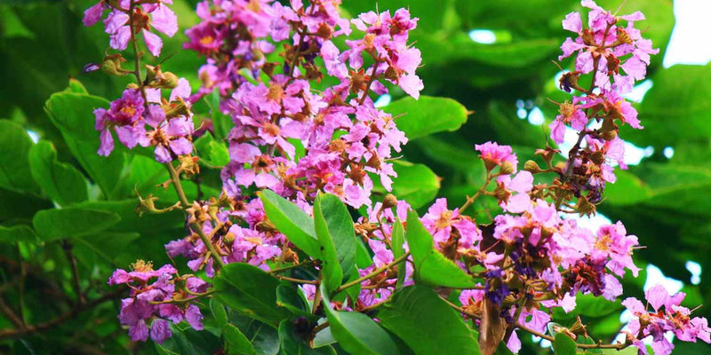 Ingredient 1 Image Desktop