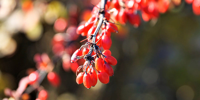 Ingredient 1 Image Desktop