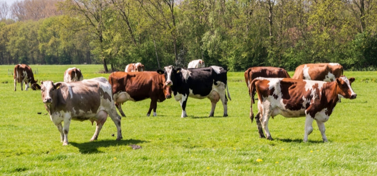 Ingredient 1 Image Desktop