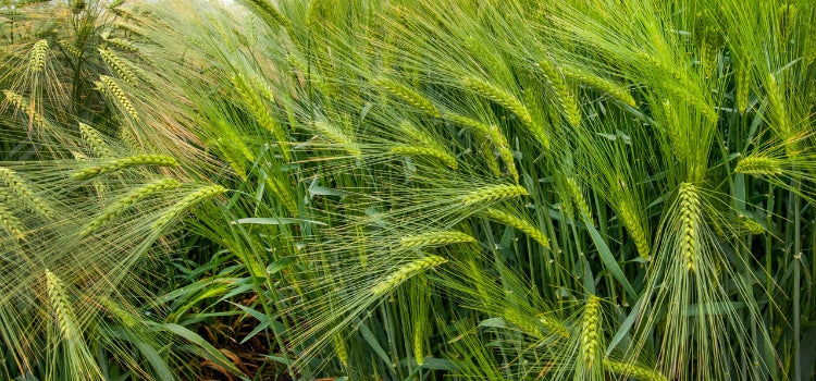 Ingredient 1 Image Desktop