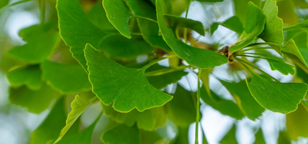 Ingredient 1 Image Mobile