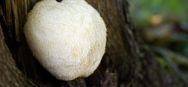 Ingredient 1 Image Desktop