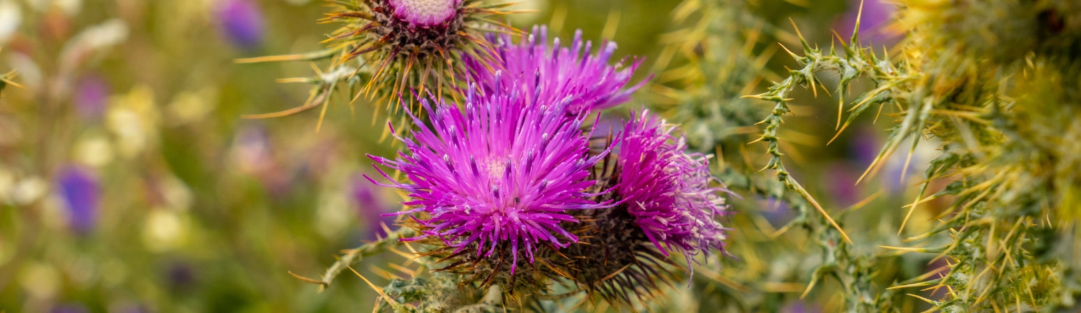 Ingredient Image Desktop