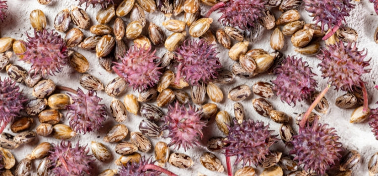 Ingredient 2 Image Desktop