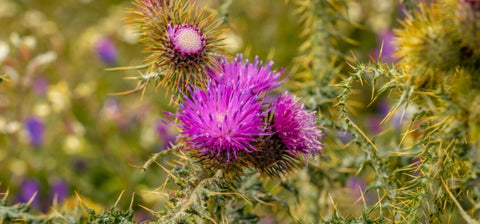 Ingredient Image Mobile