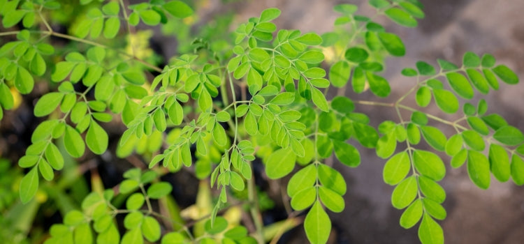 Ingredient 2 Image Desktop