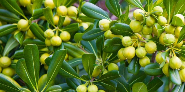 Ingredient 2 Image Mobile