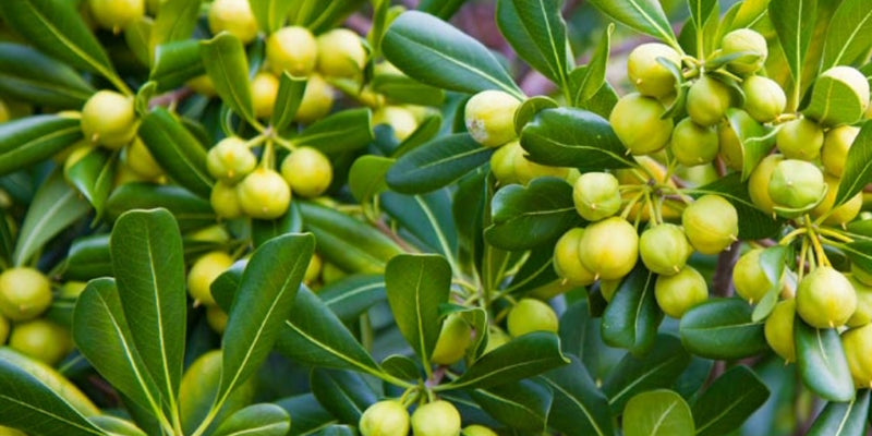 Ingredient 2 Image Desktop