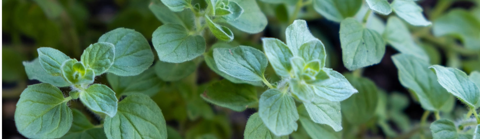 Ingredient Image Desktop