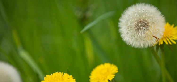 Ingredient 1 Image Desktop