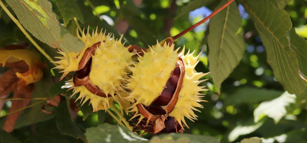 Ingredient 1 Image Mobile