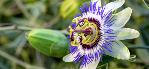 Ingredient Image Mobile