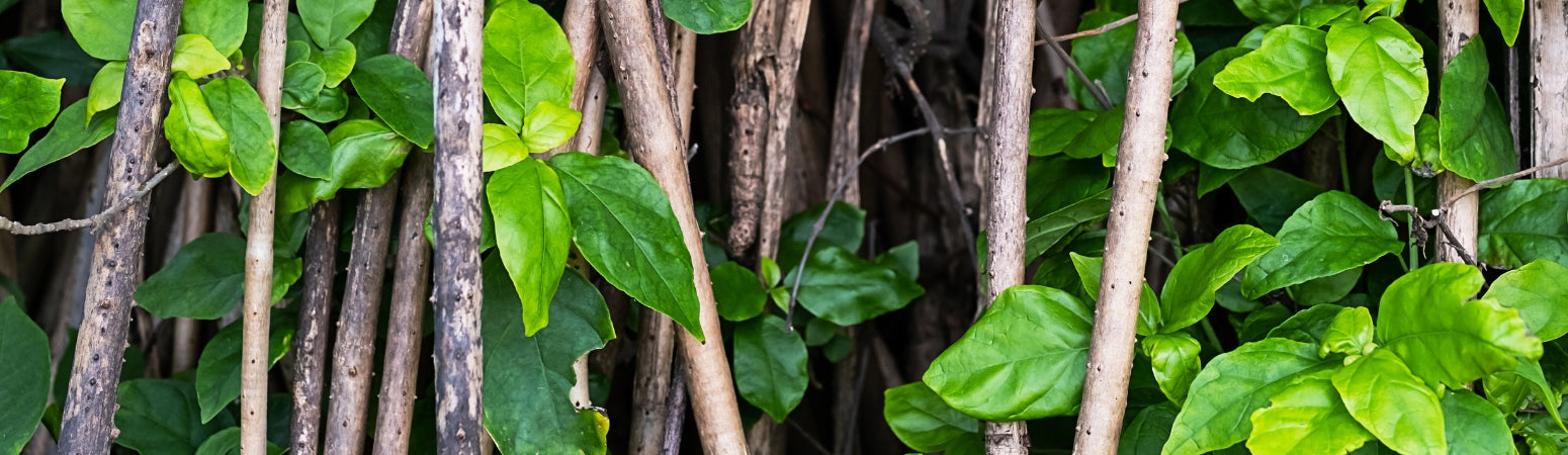 Ingredient Image Desktop