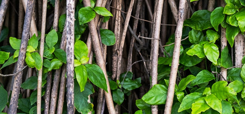 Ingredient Image Mobile