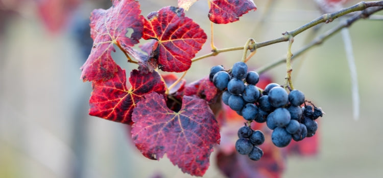 Ingredient 2 Image Desktop