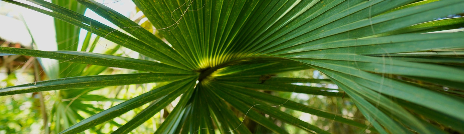 Ingredient Image Desktop