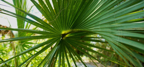 Ingredient Image Mobile