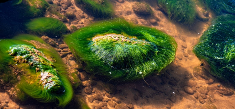 Ingredient 2 Image Desktop