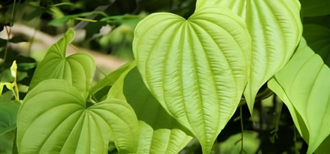 Ingredient Image Mobile