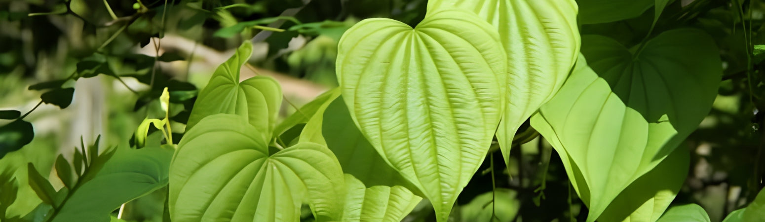 Ingredient Image Desktop