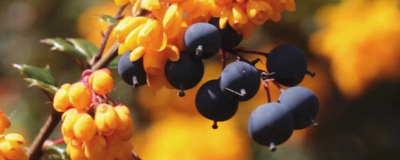 Ingredient 2 Image Desktop