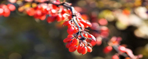 Ingredient 1 Image Mobile