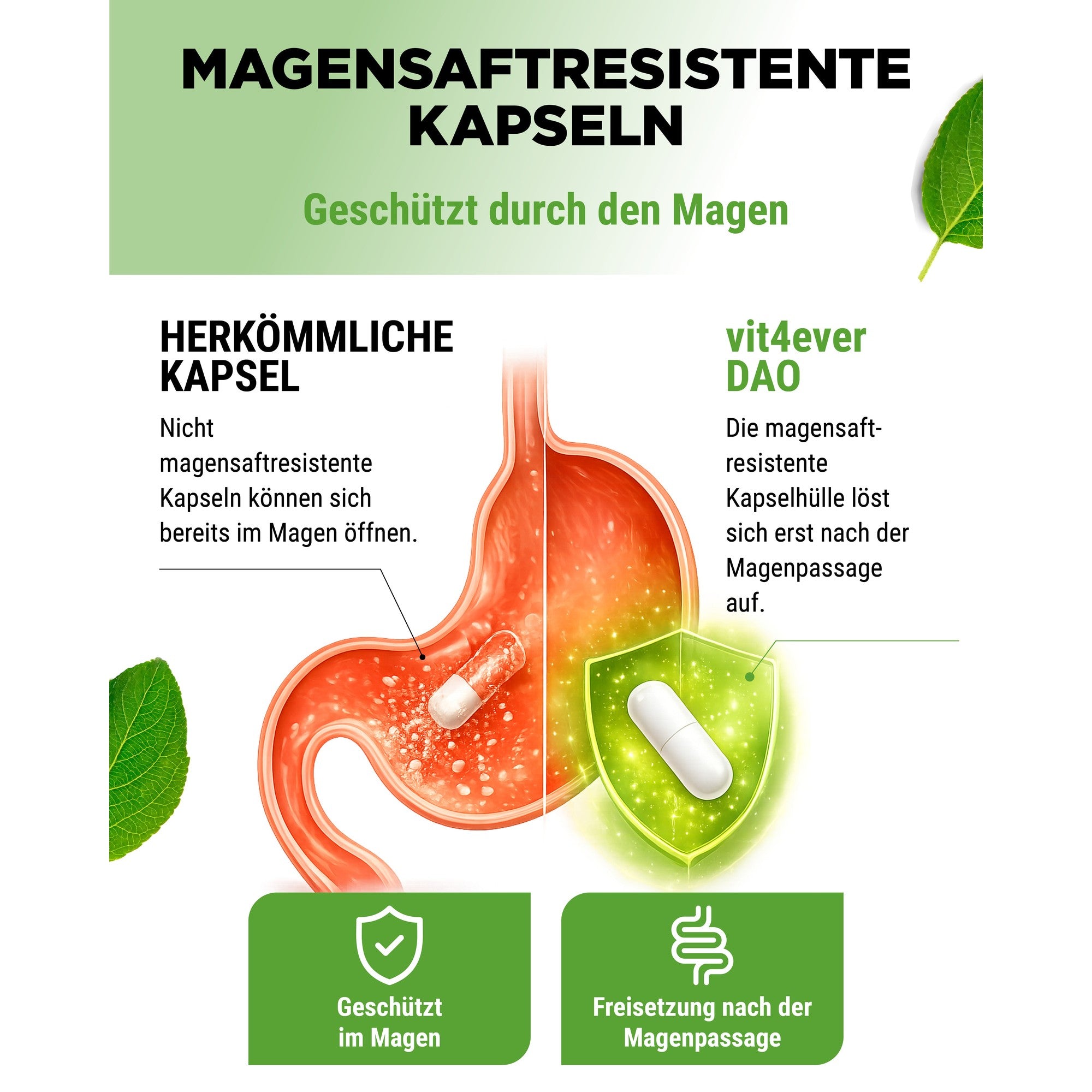 Maagsapresistente capsules met diamineoxidase uit gekiemde erwt Pisum sativum