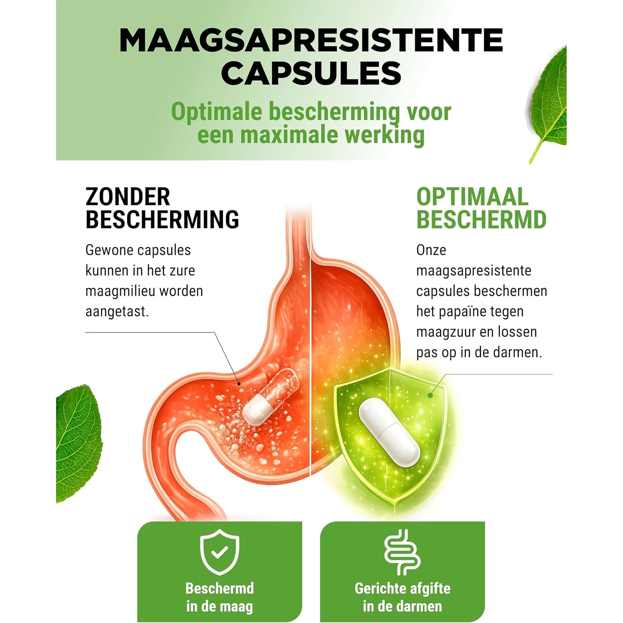 Maagsapresistente capsules beschermen het papaïne tot in de darm